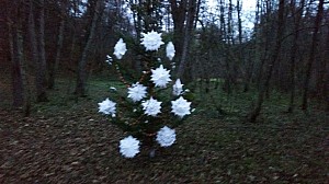 Waldweihnacht-007.jpg Waldweihnacht-007.jpg