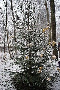 Waldweihnacht_Dez_2012 001.jpg