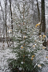 Waldweihnacht_Dez_2012 002.jpg